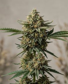 Mango Sapphire Feminized Marijuana Seeds