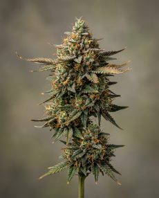 Master Kush Ultra Feminized Marijuana Seeds