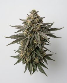 Matanuska Thunder Fuck Feminized Marijuana Seeds
