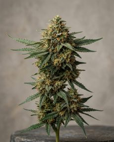 Mazar Feminized Marijuana Seeds