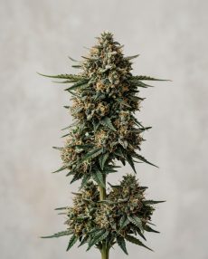 Mazar-i-Sharif Feminized Marijuana Seeds