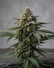 Medicine Man Feminized Marijuana Seeds