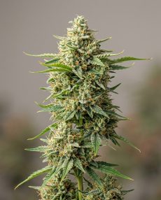 Mexican Haze Feminized Marijuana Seeds