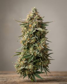 Mimosa Feminized Marijuana Seeds