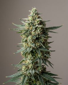 Moby Dick Feminized Marijuana Seeds