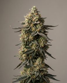 Motorbreath Feminized Marijuana Seeds