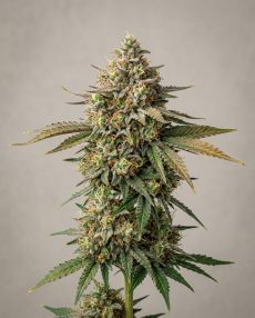 Nebula Haze Feminized Marijuana Seeds
