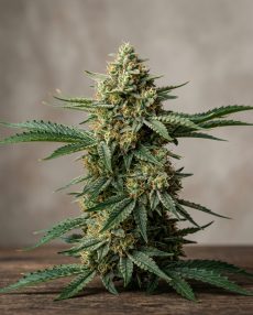 Nebula Feminized Marijuana Seeds