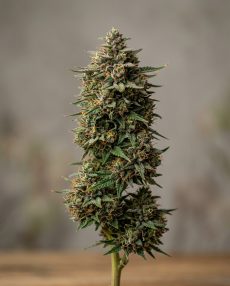 Nepali OG Feminized Marijuana Seeds