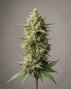 Nevilles Haze Feminized Marijuana Seeds