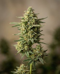 Nevil’s Haze Feminized Marijuana Seeds