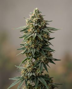 Northern Lights #2 Feminized Marijuana Seeds