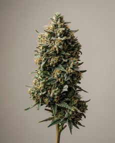 Northern Lights #5 Feminized Marijuana Seeds