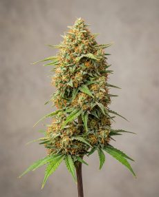 Orange Bud Feminized Marijuana Seeds