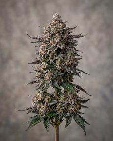 Pakistan Chitral Kush Feminized Marijuana Seeds