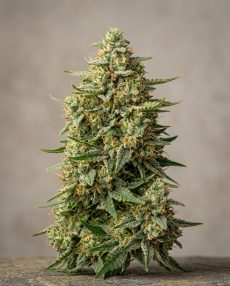 Papaya Feminized Marijuana Seeds