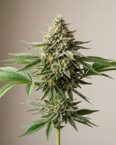 Peach Cobbler Feminized Marijuana Seeds