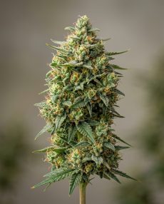 Peach Kush Feminized Marijuana Seeds
