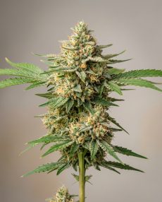 Peach Ozz Feminized Marijuana Seeds