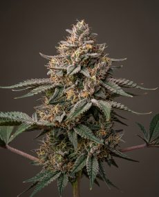 Peanut Butter Breath Feminized Marijuana Seeds