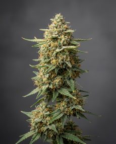 Pineapple Chunk Feminized Marijuana Seeds