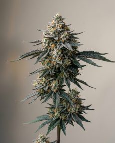 Platinum Cookies Feminized Marijuana Seeds