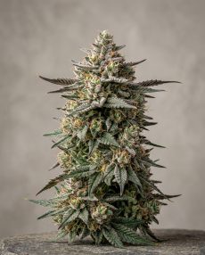 Platinum GSC Feminized Marijuana Seeds