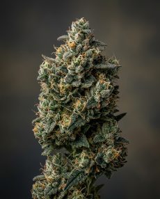 Platinum OG Feminized Marijuana Seeds