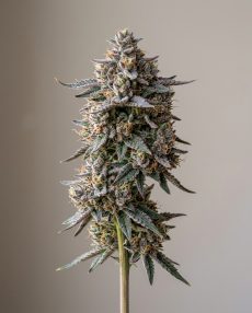 Platinum Punch Feminized Marijuana Seeds