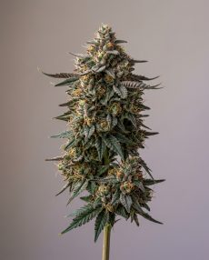 Plushberry Feminized Marijuana Seeds