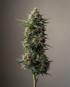 Power Plant Feminized Marijuana Seeds