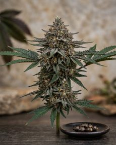 Pre-98 Bubba Kush Feminized Marijuana Seeds
