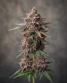 Purple Kush Feminized Marijuana Seeds