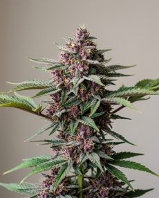 Purple Urkle Feminized Marijuana Seeds