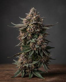 Querkle Feminized Marijuana Seeds