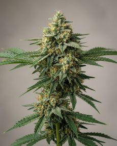 Romulan Feminized Marijuana Seeds