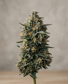 Sensi Star Feminized Marijuana Seeds