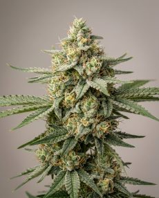 Silver Pearl Feminized Marijuana Seeds