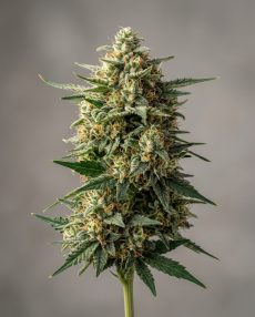 Skunk #1 Feminized Marijuana Seeds