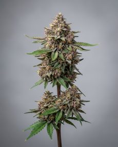 Slurricane Feminized Marijuana Seeds
