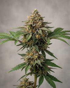 Somango Feminized Marijuana Seeds
