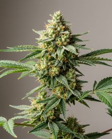 Sour Tangie Feminized Marijuana Seeds