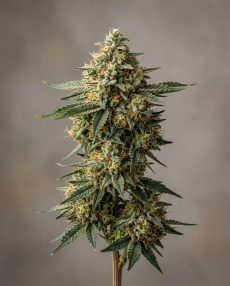 Space Queen Feminized Marijuana Seeds