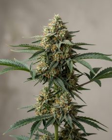 Strawberry Amnesia Feminized Marijuana Seeds