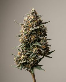 Strawberry Glue Feminized Marijuana Seeds