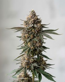 Sundae Driver Feminized Marijuana Seeds