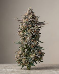 Sunset Sherbet Feminized Marijuana Seeds