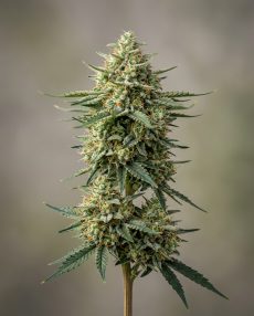 Super Silver Haze Feminized Marijuana Seeds