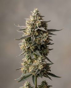 Super Skunk Feminized Marijuana Seeds