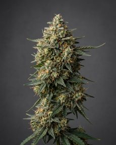 Sweet Cheese Feminized Marijuana Seeds